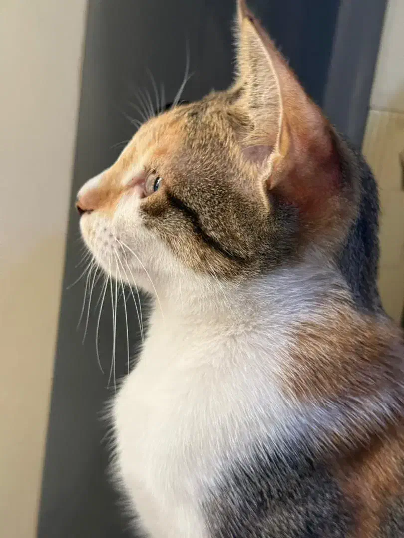 گربه ۴ ماهه|گربه|کیش, |دیوار