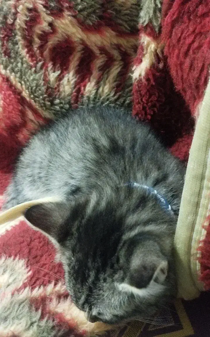 گربه میکس|گربه|گرگان, |دیوار