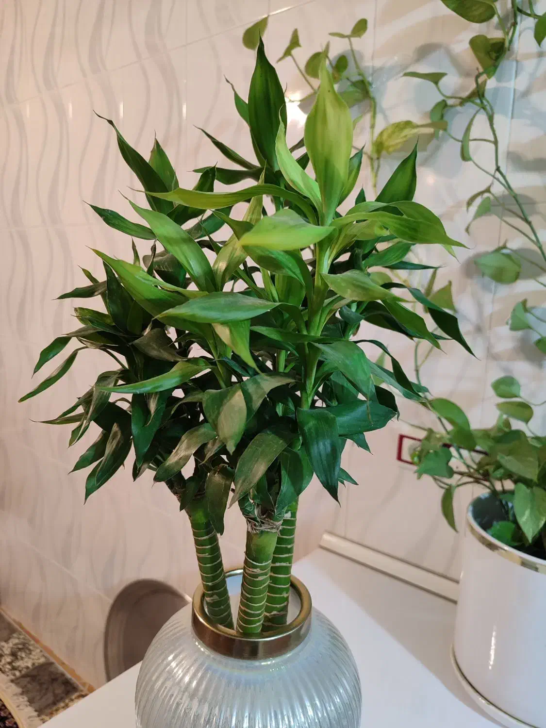 گل بامبو|گل و گیاه طبیعی|نورآباد, |دیوار