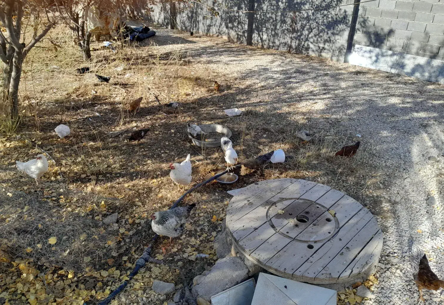 مرغ و خروس نیمچه|حیوانات مزرعه|قیدار, |دیوار