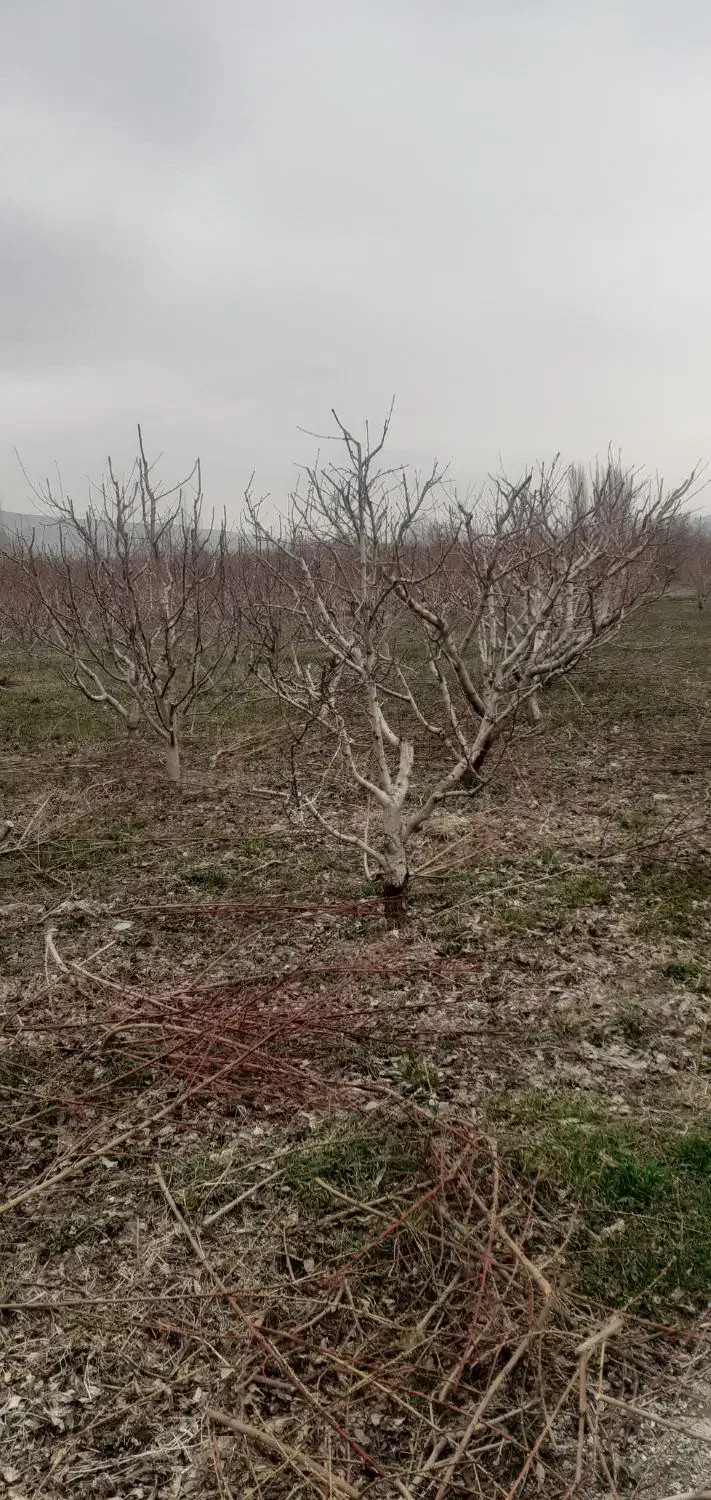 کارگر باغ باغبانی بیل زنی|خدمات باغبانی و درختکاری|ارومیه, |دیوار