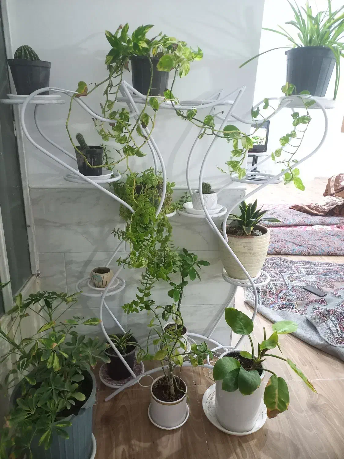 گلدان با استند|گل و گیاه طبیعی|رفسنجان, |دیوار