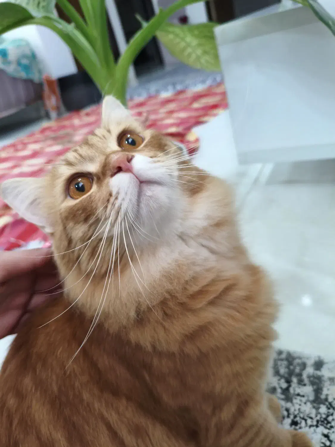 پرشین اسکاتیش|گربه|بندر ماهشهر, |دیوار