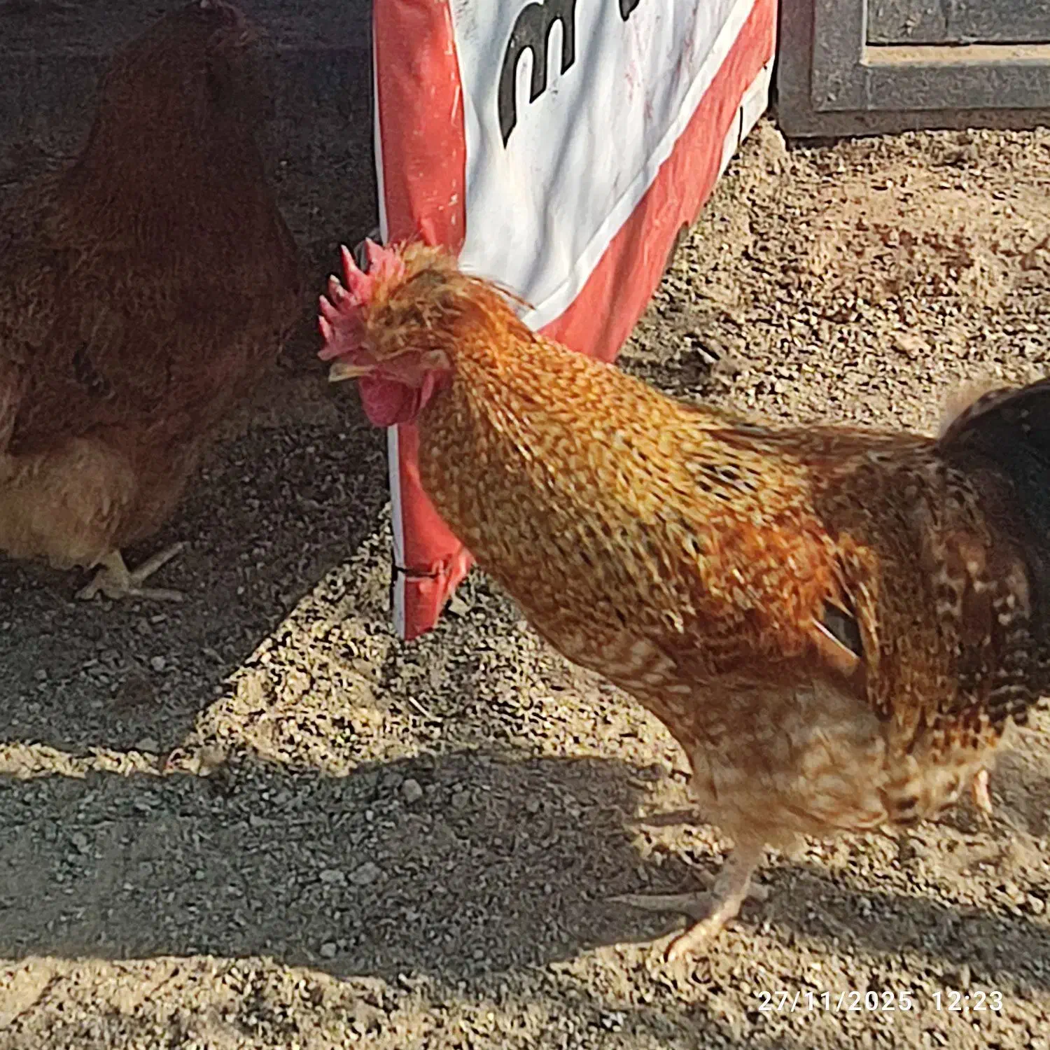 مرغ گلین خوشکل وگلپایگان|حیوانات مزرعه|تنکمان, |دیوار