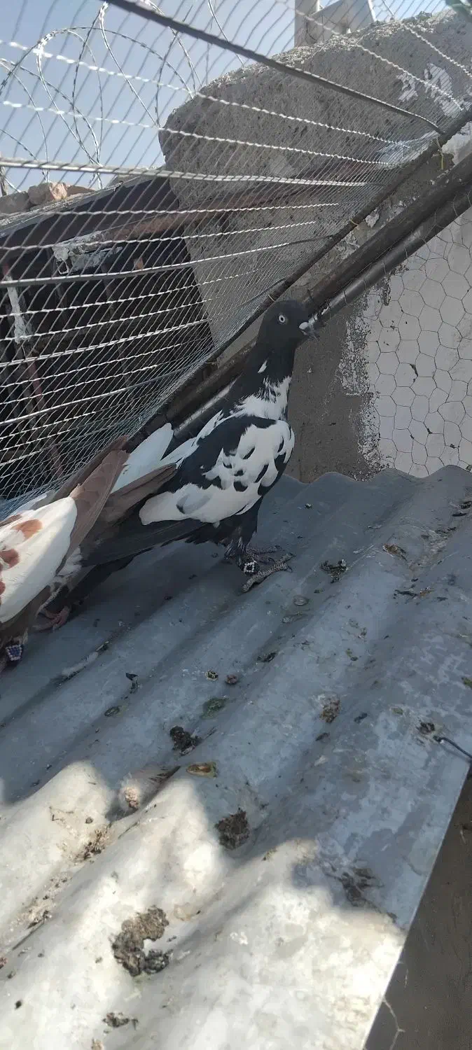 شتری سیاه|حیوانات|زاهدان, |دیوار