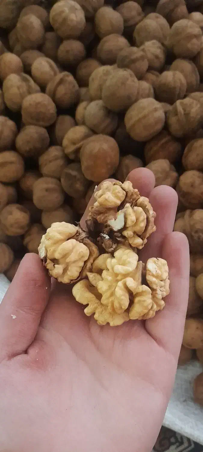 گردو|خوردنی و آشامیدنی|تهران, خلیج فارس|دیوار
