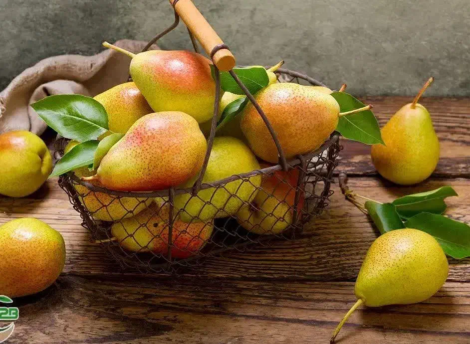پیش فروش نهال گلابی بارتلت|خدمات باغبانی و درختکاری|سی‌سخت, |دیوار