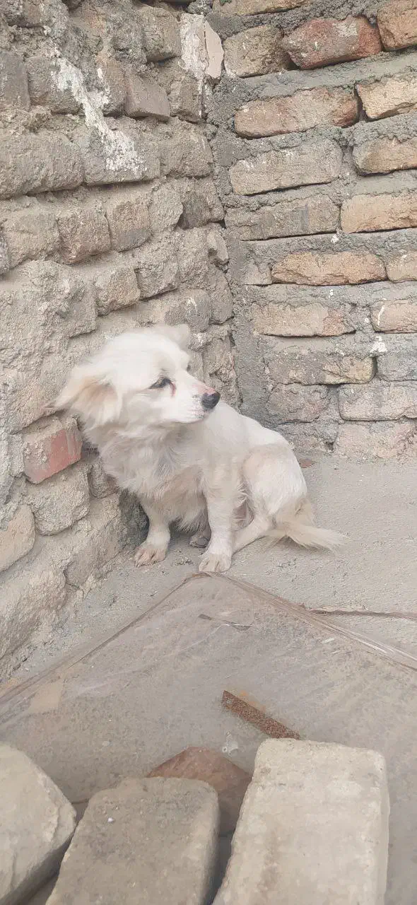 سگ پامرانین|سگ|بروجرد, |دیوار