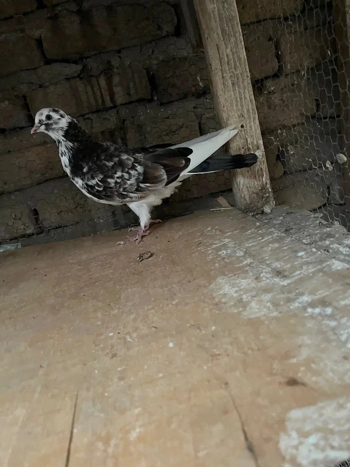 کبوتر پرشی|پرنده|قائمشهر, |دیوار