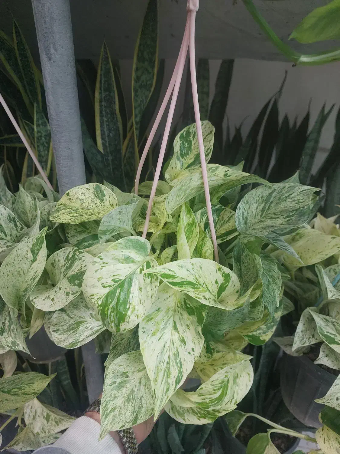 پتوس مرمری خاص|گل و گیاه طبیعی|تهران, شهرک شهید باقری|دیوار