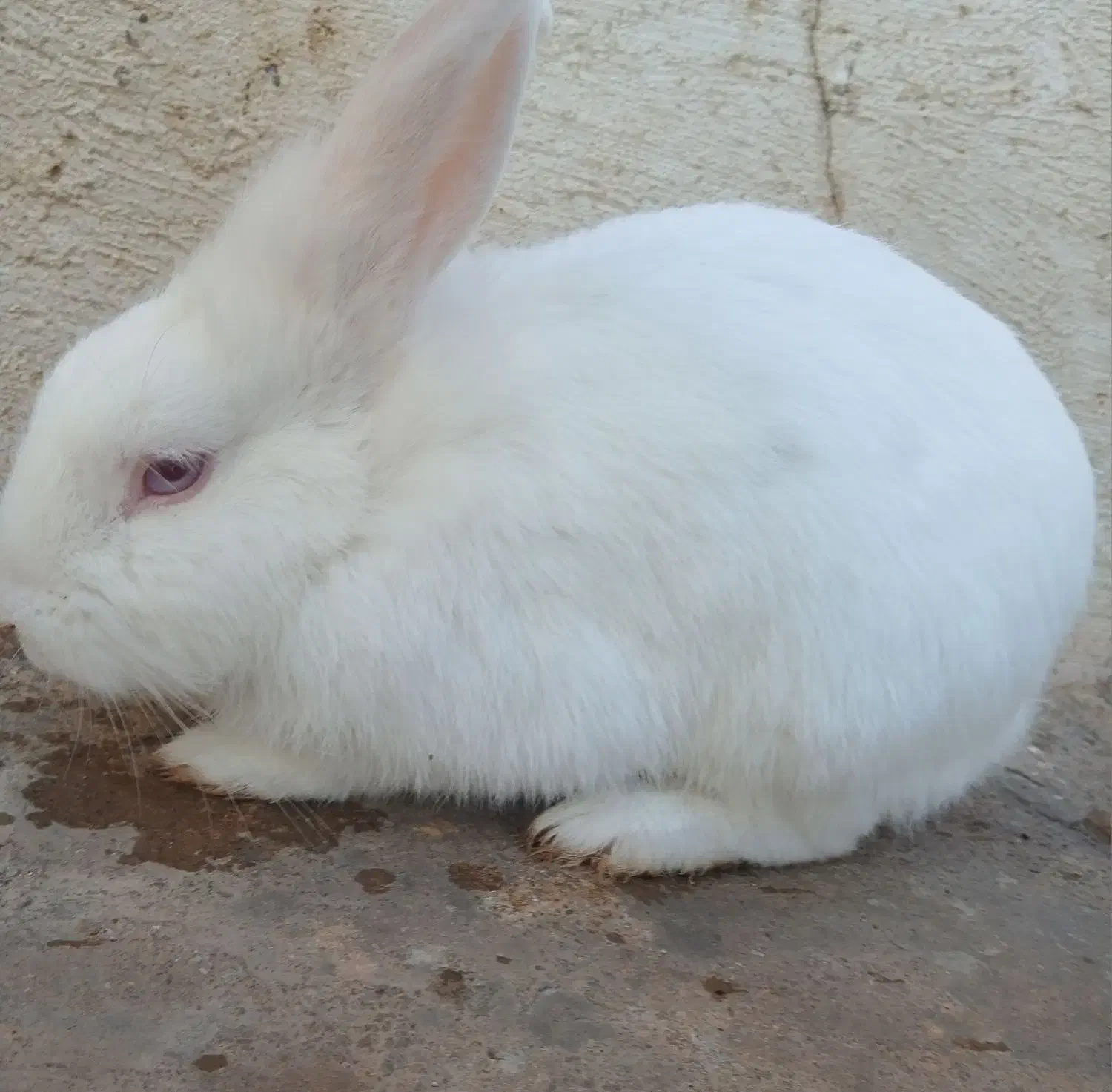 خرگوش سفید چشم شرابی|موش و خرگوش|مسجد سلیمان, |دیوار