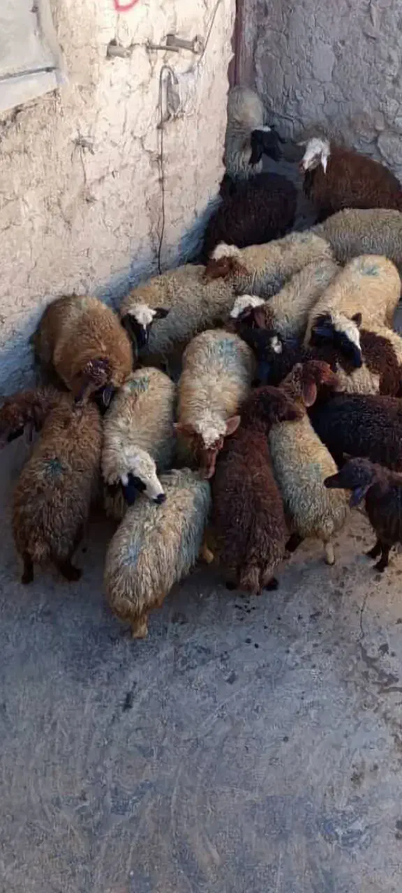 فروش کاور نر و ماده|حیوانات مزرعه|سقز, |دیوار