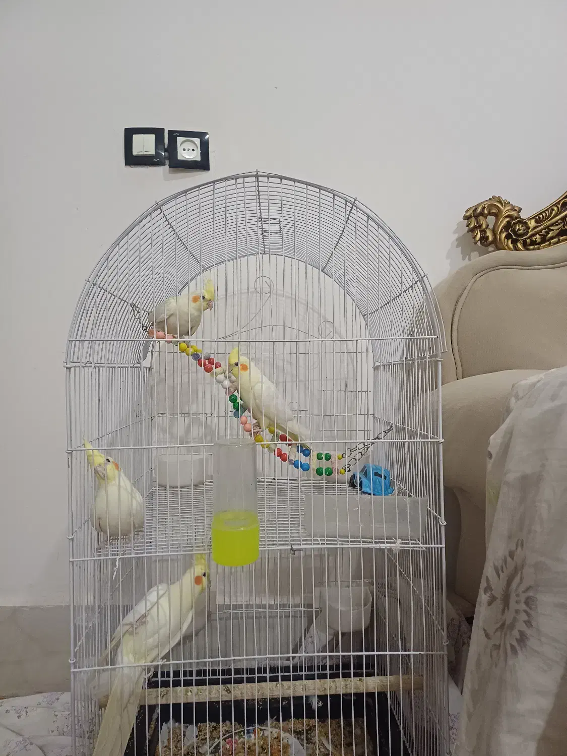 عروس هلندی لوتینو|پرنده|تربتحیدریه, شهرک ولیعصر|دیوار