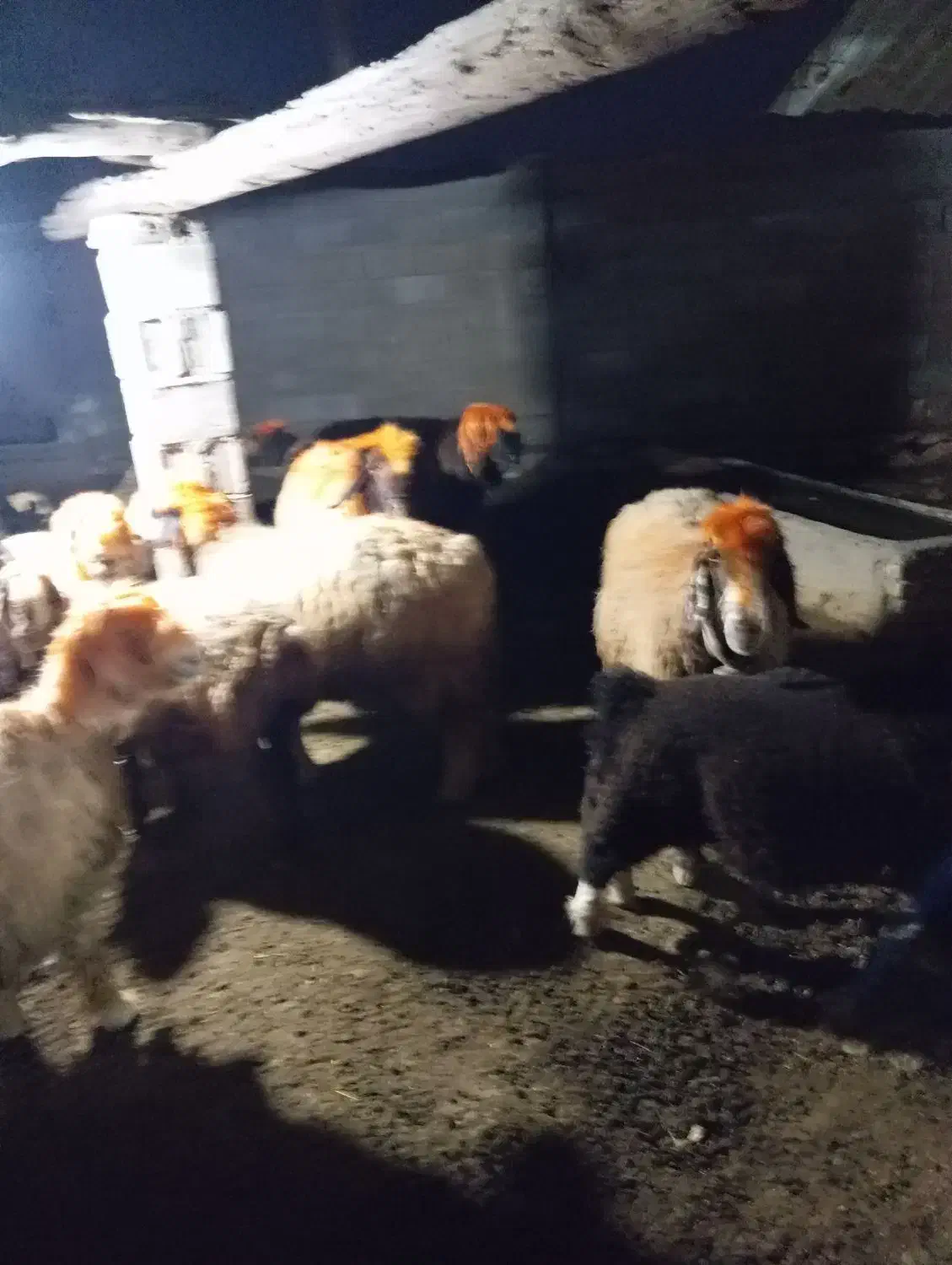 میش‌بختیاری‌‌|حیوانات مزرعه|دهدشت, |دیوار