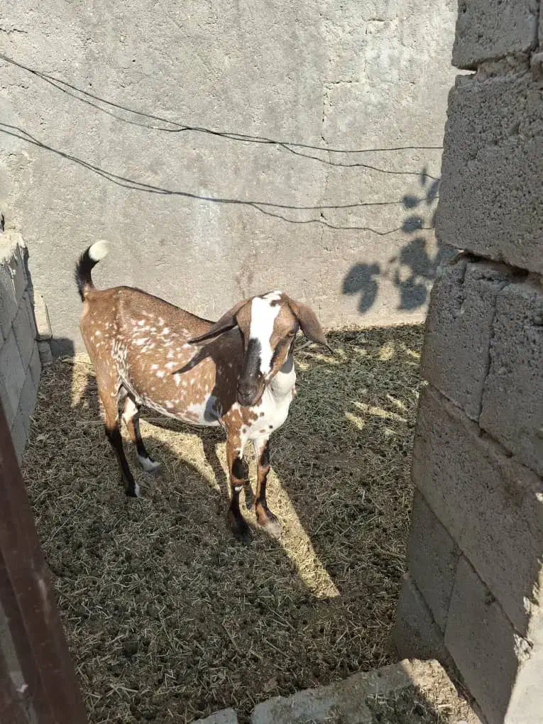 فروش دو عدد کهره ماده|حیوانات مزرعه|درگهان, |دیوار