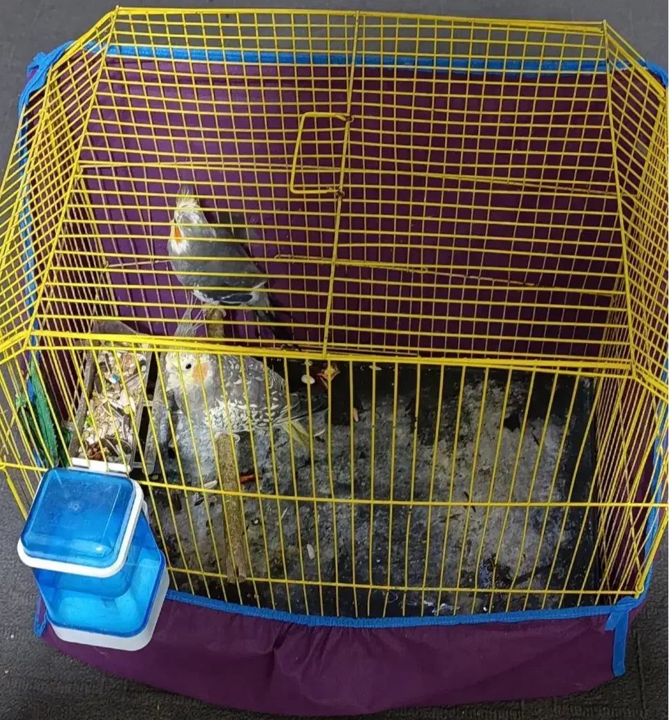 عروس هلندی|پرنده|بندر ماهشهر, |دیوار