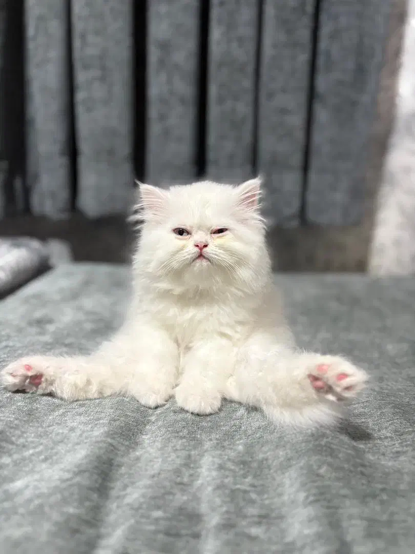 پرشین کت|گربه|رشت, امین الضرب|دیوار