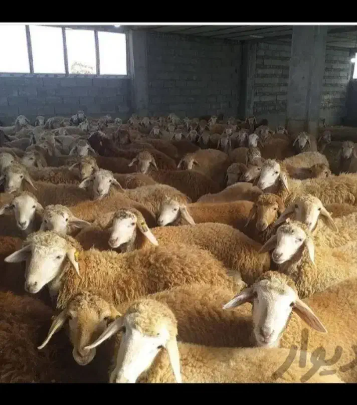 گوسفند و گوساله زنده با پرواربندی گوشت دار|حیوانات مزرعه|تهران, سبلان (لشگر)|دیوار