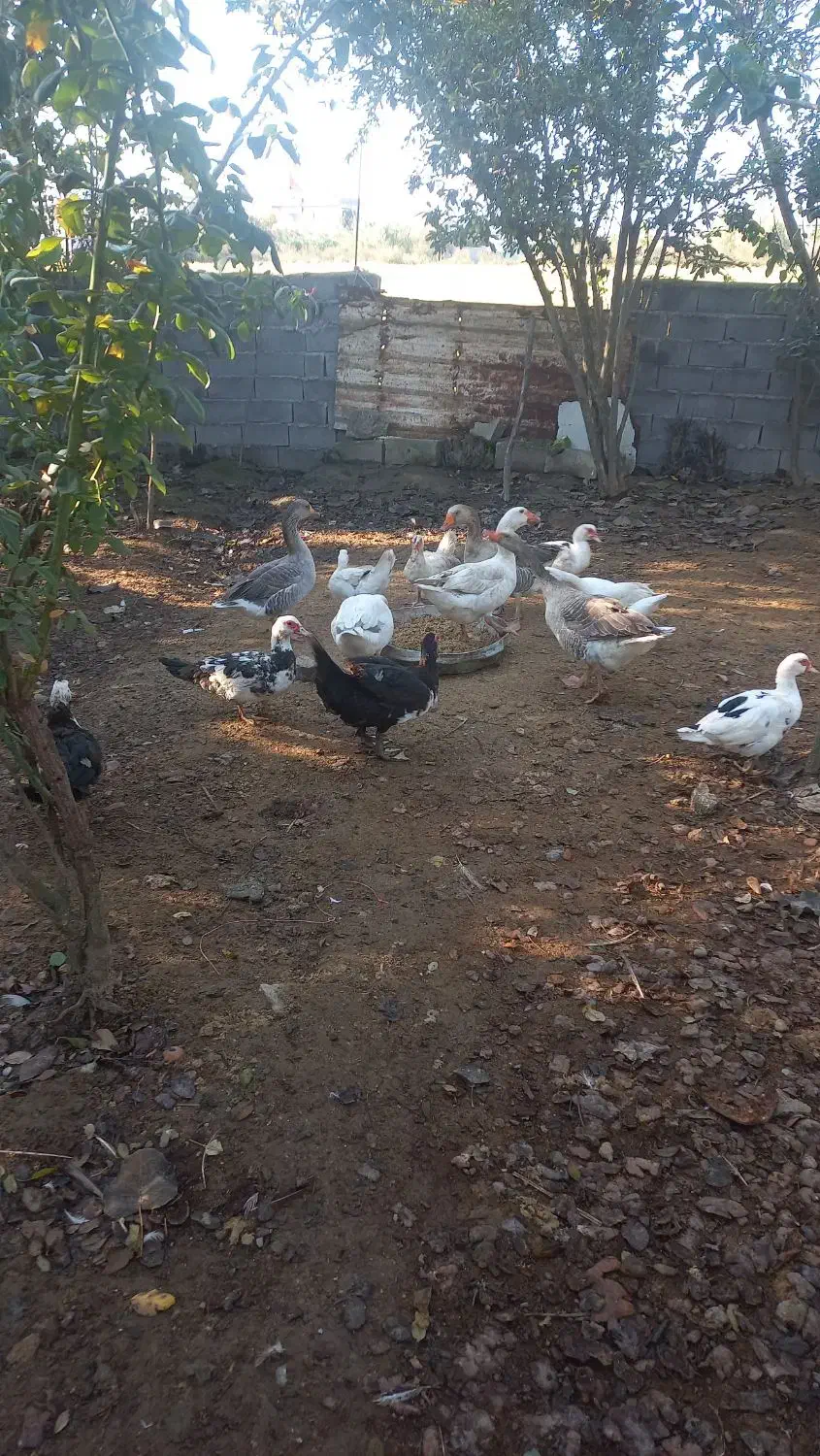 ۵ عدد غاز بالغ|حیوانات مزرعه|زرگرشهر, |دیوار