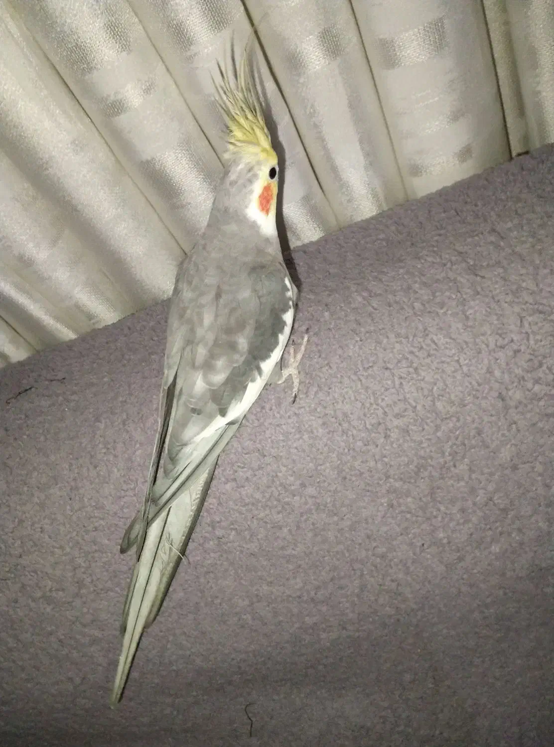 عروس هلندی|پرنده|شیروان (خراسان), |دیوار