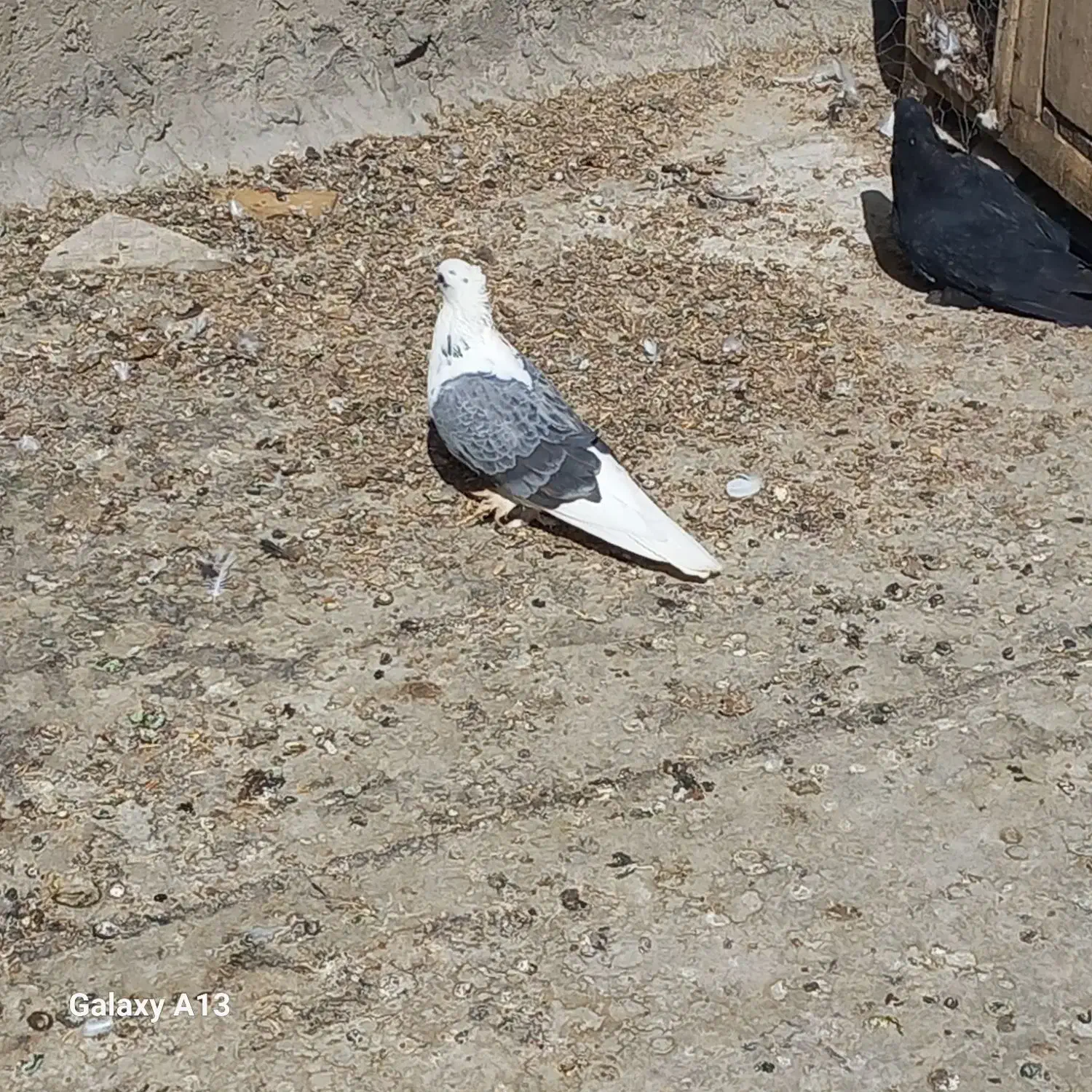 فروش فوری کبوتر|پرنده|جونقان, |دیوار