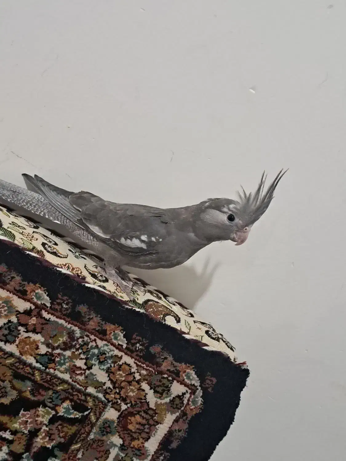 عروس هلندی|پرنده|قروه, |دیوار