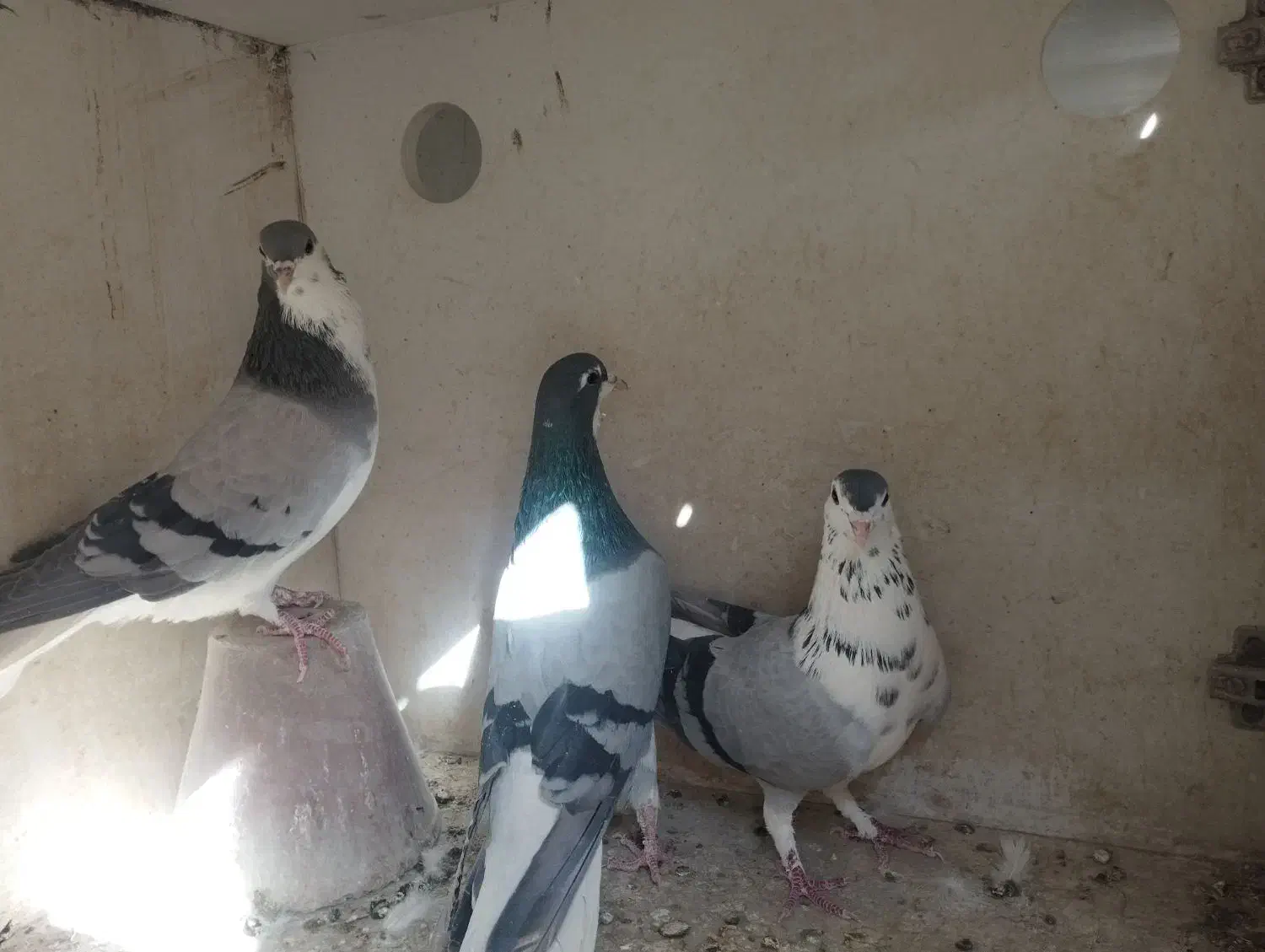 دمگیر گلین خرقه|پرنده|اصفهان, طامه|دیوار