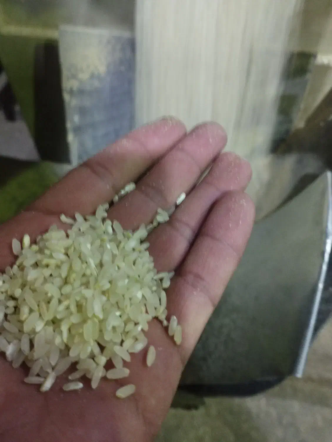برنج کامفیروزی|خوردنی و آشامیدنی|شیراز, آزادگان|دیوار