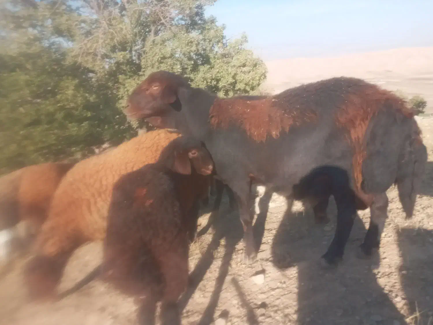 قوچ افشار|حیوانات مزرعه|کوهدشت, |دیوار