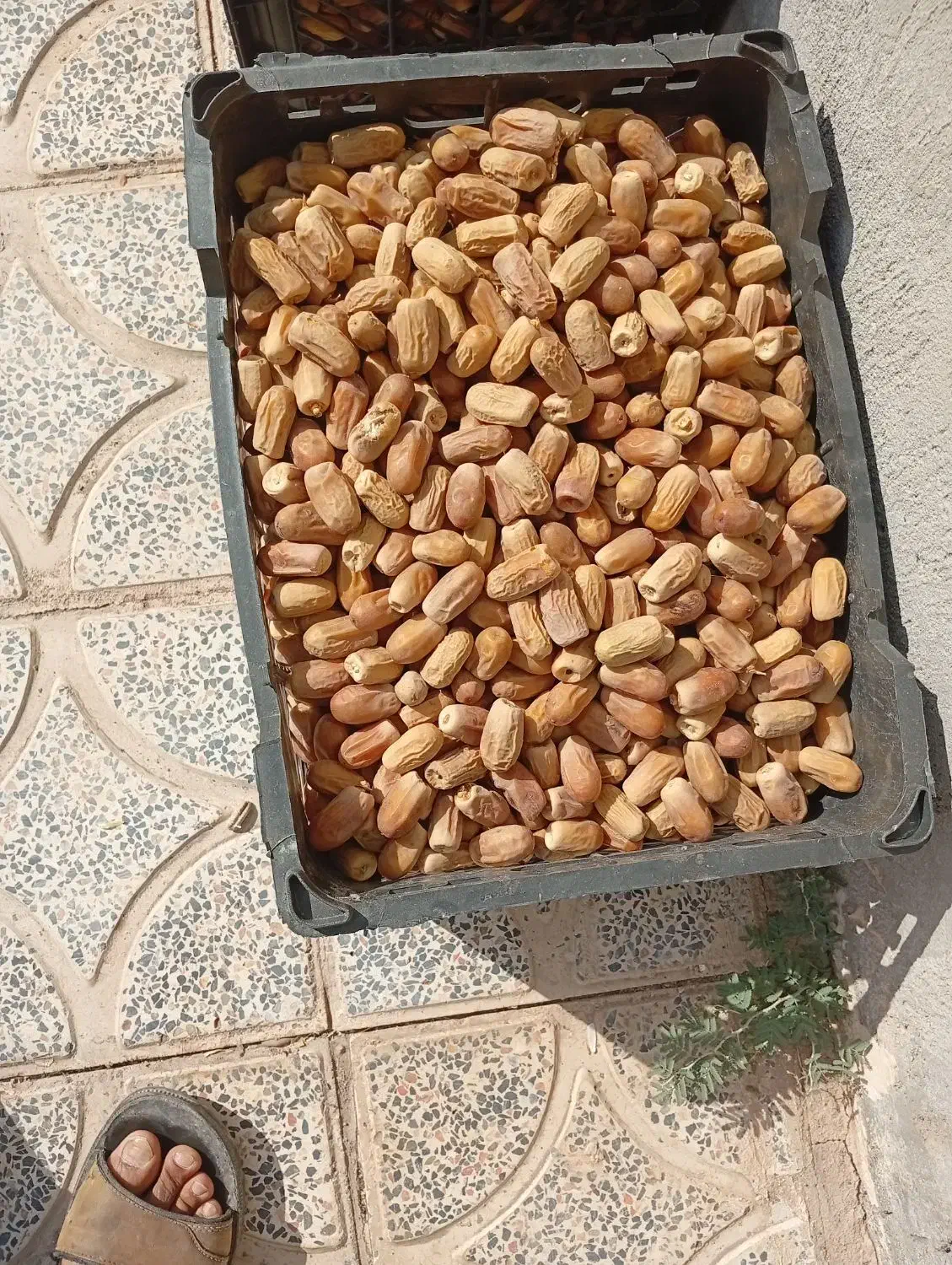 خرما سفید|خوردنی و آشامیدنی|نرماشیر, |دیوار