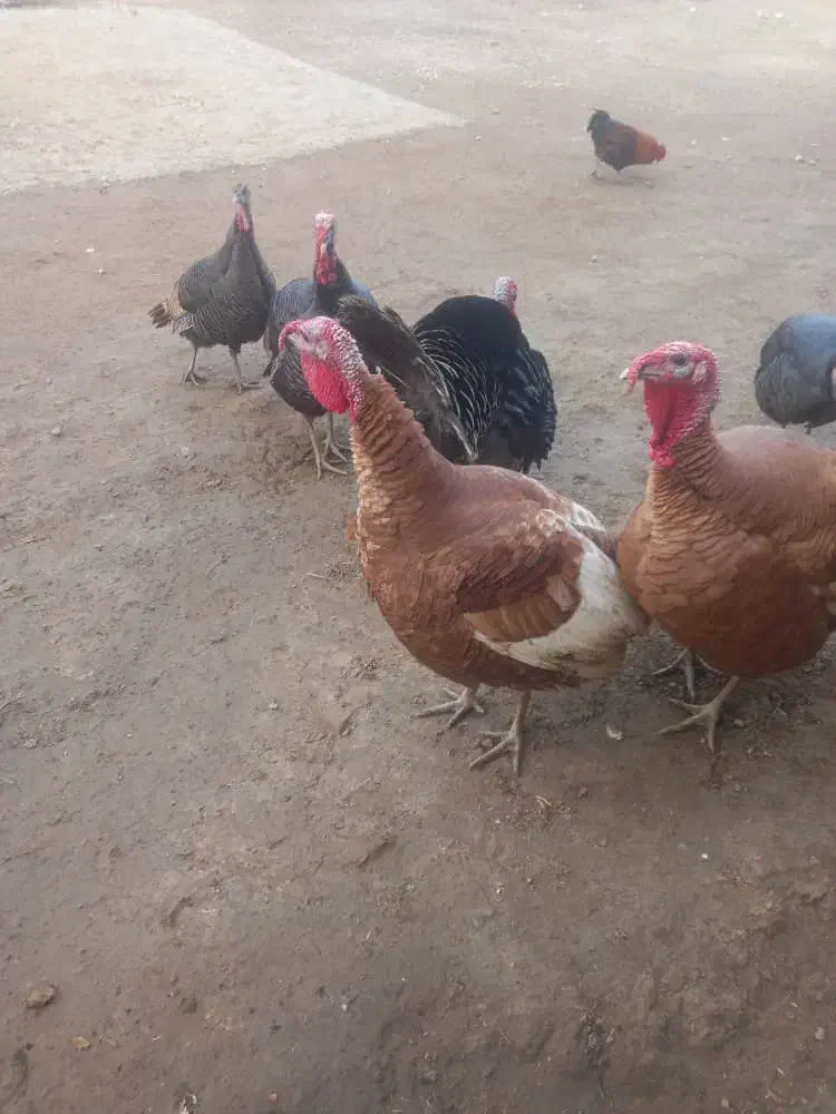 بوقلمون محلی مجاز|حیوانات مزرعه|پلدشت, |دیوار