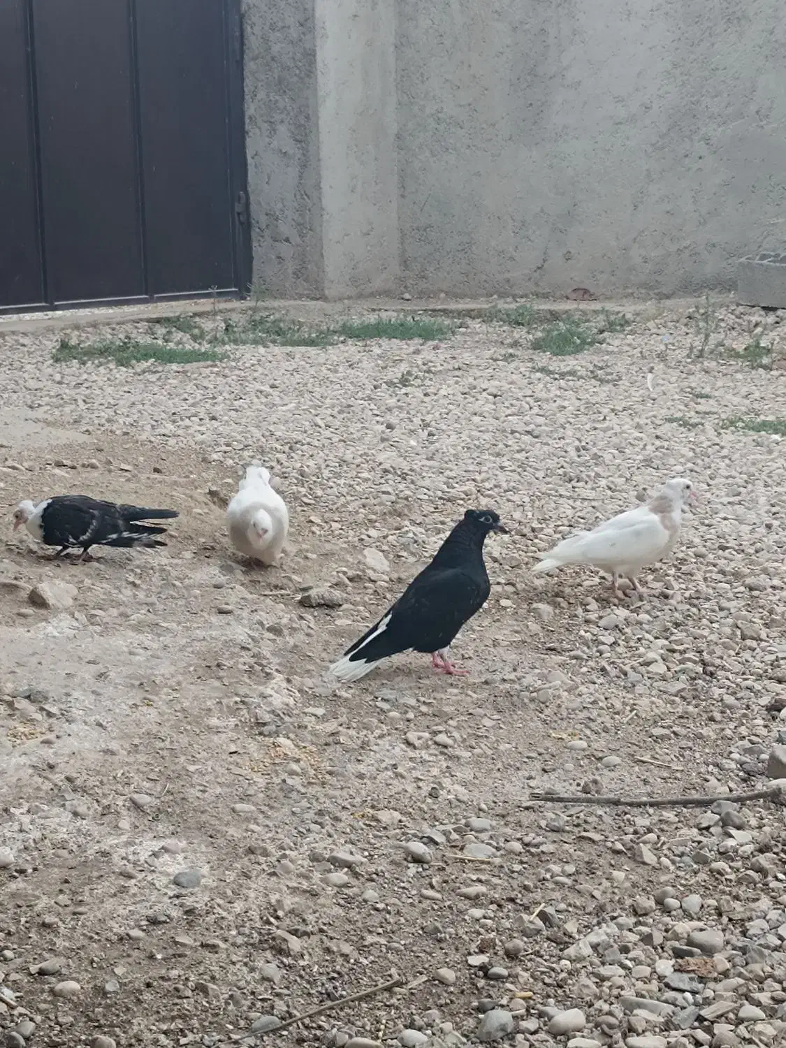 جوانه زاغ دم سفید|پرنده|گالیکش, |دیوار