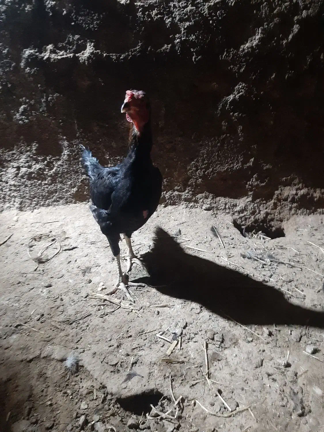 مرغ لاری|حیوانات مزرعه|تایباد, |دیوار