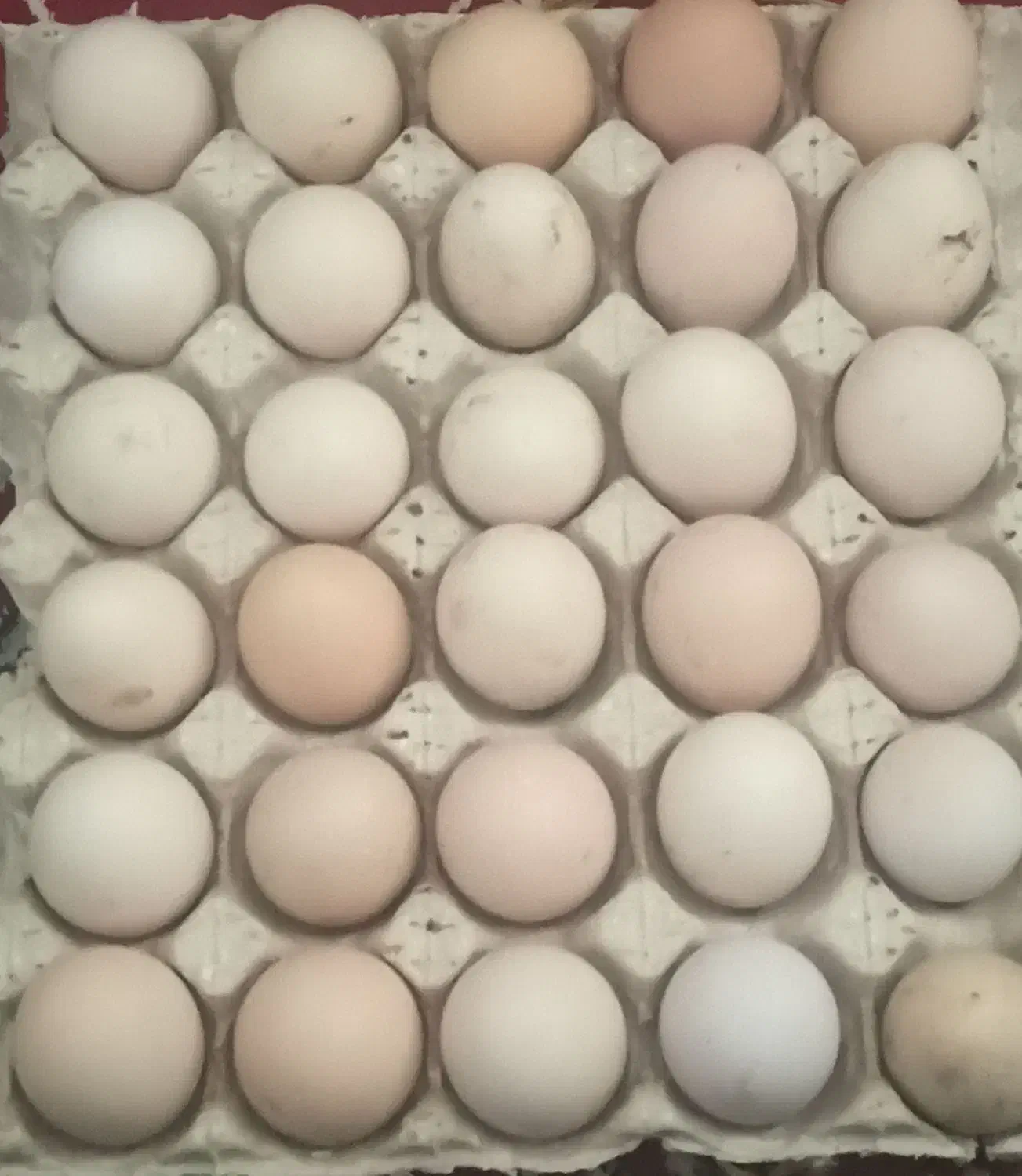 تخمه مرغ لاری اصل|حیوانات مزرعه|سردشت, |دیوار