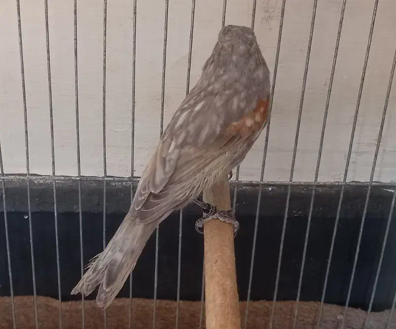 قناری|پرنده|کرمان, |دیوار