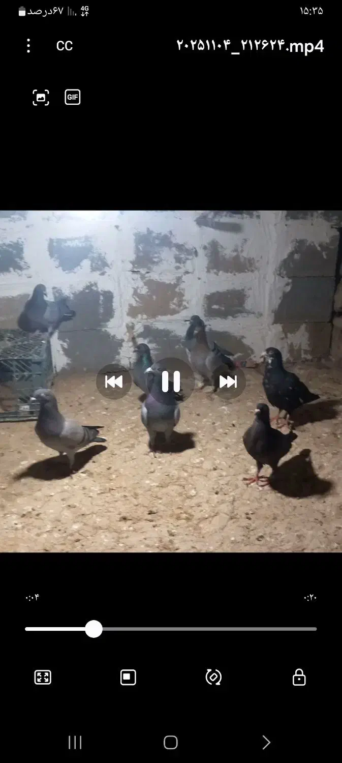 کبوتر|پرنده|ارم, |دیوار