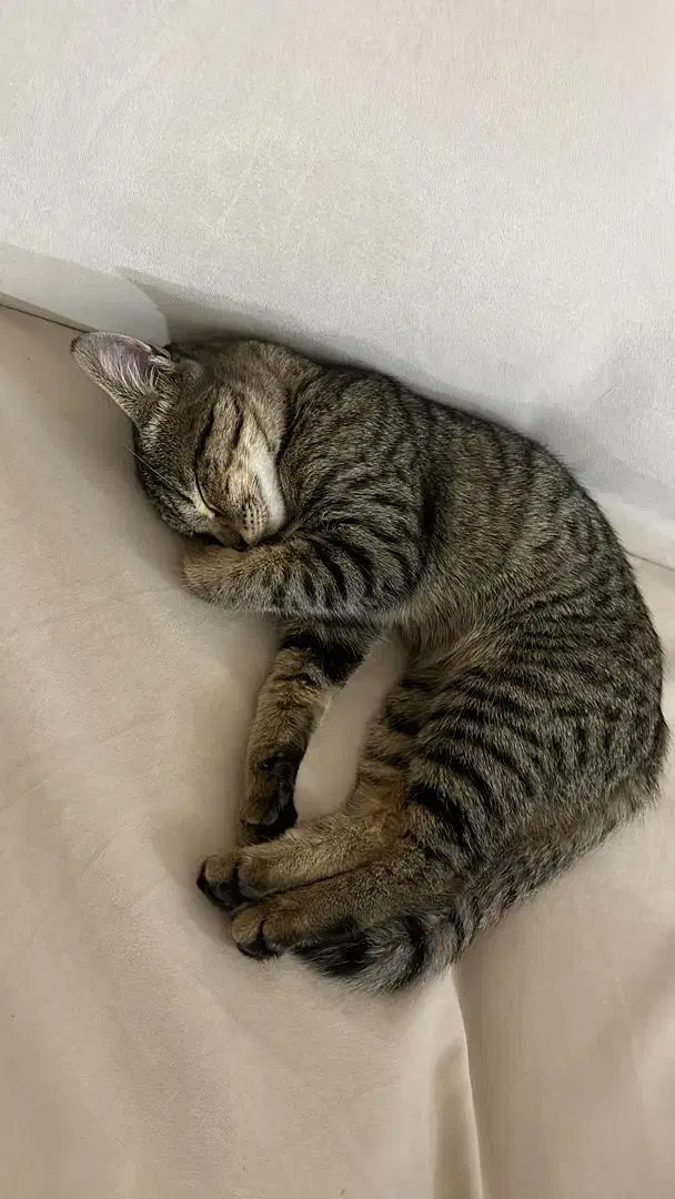 گربه ی خانگی ماده / ۴ماهه|گربه|رودسر, |دیوار