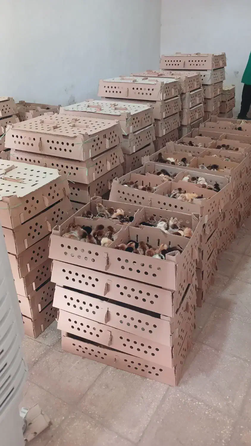 اردک بلک مرندی|حیوانات مزرعه|بیرجند, |دیوار