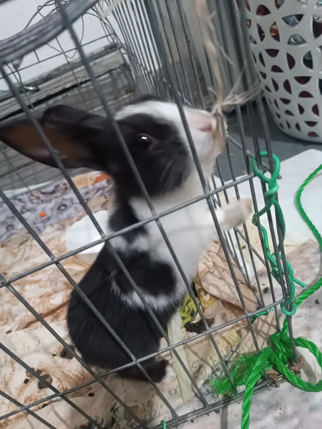 خرگوش|موش و خرگوش|چناران, |دیوار