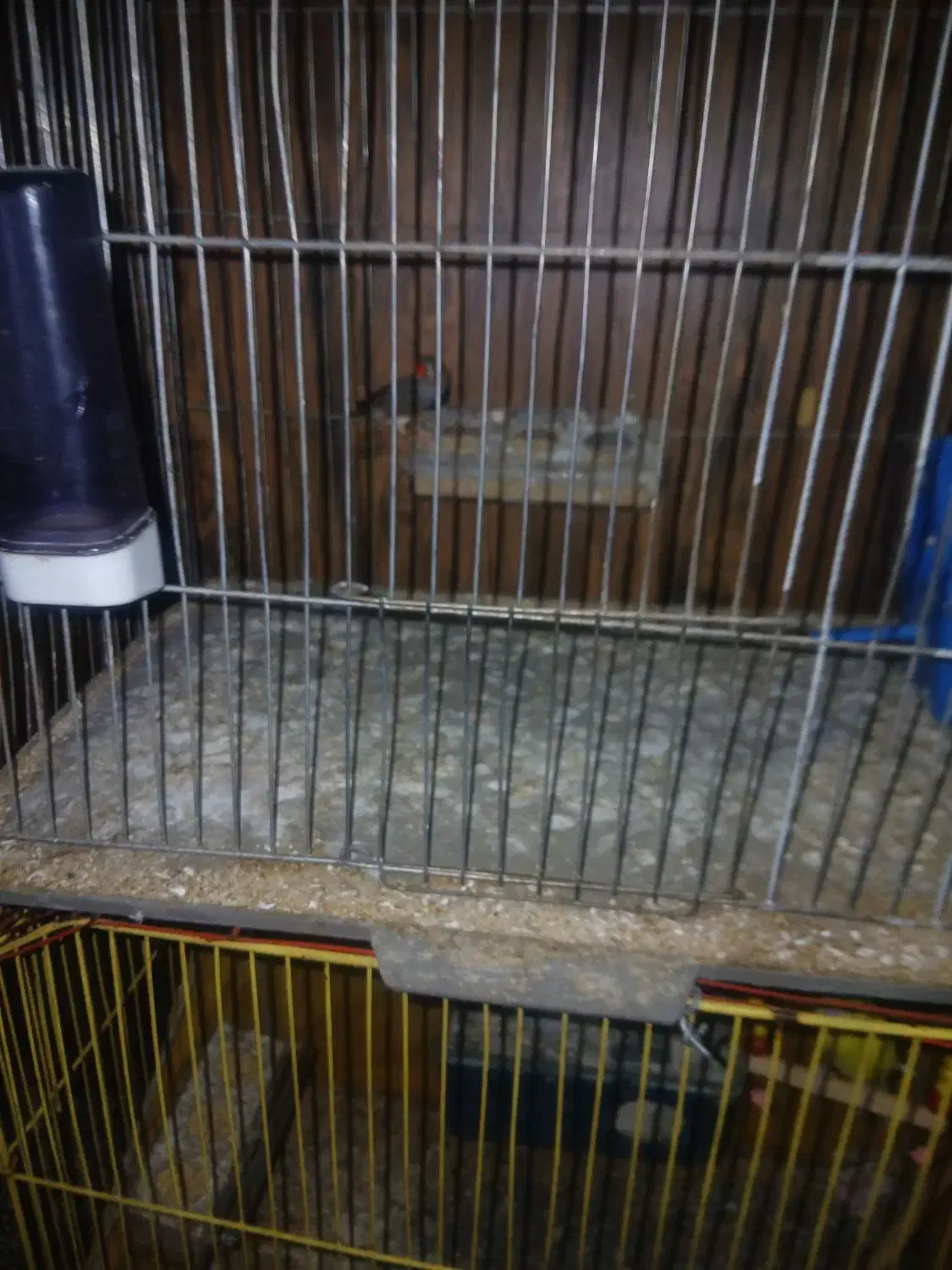 فنج|پرنده|کرمان, |دیوار