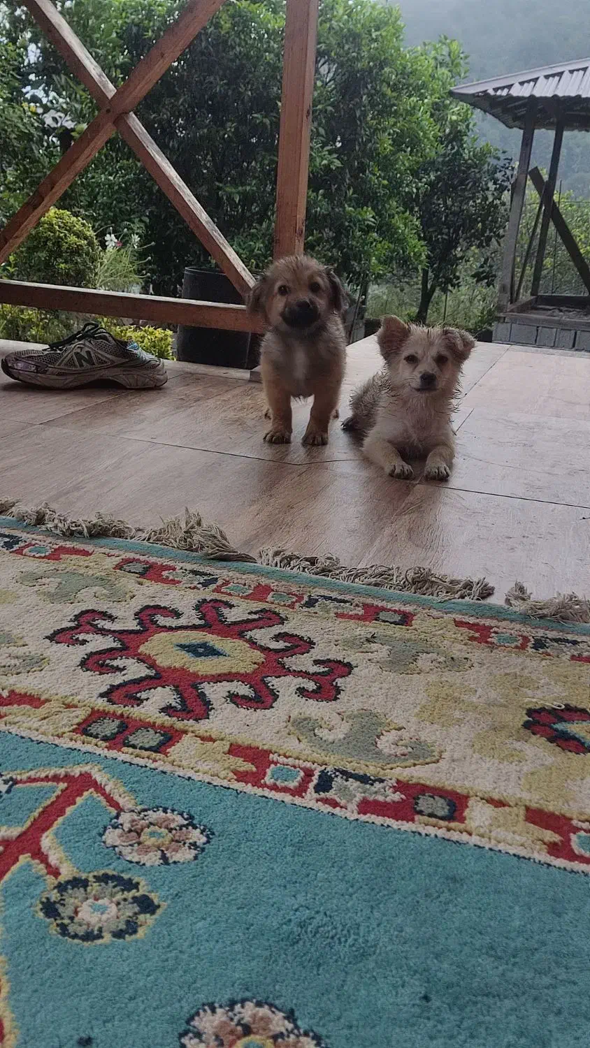 سگ پامر اشپیتز نرو ماده|سگ|خرمآباد (تنکابن), |دیوار