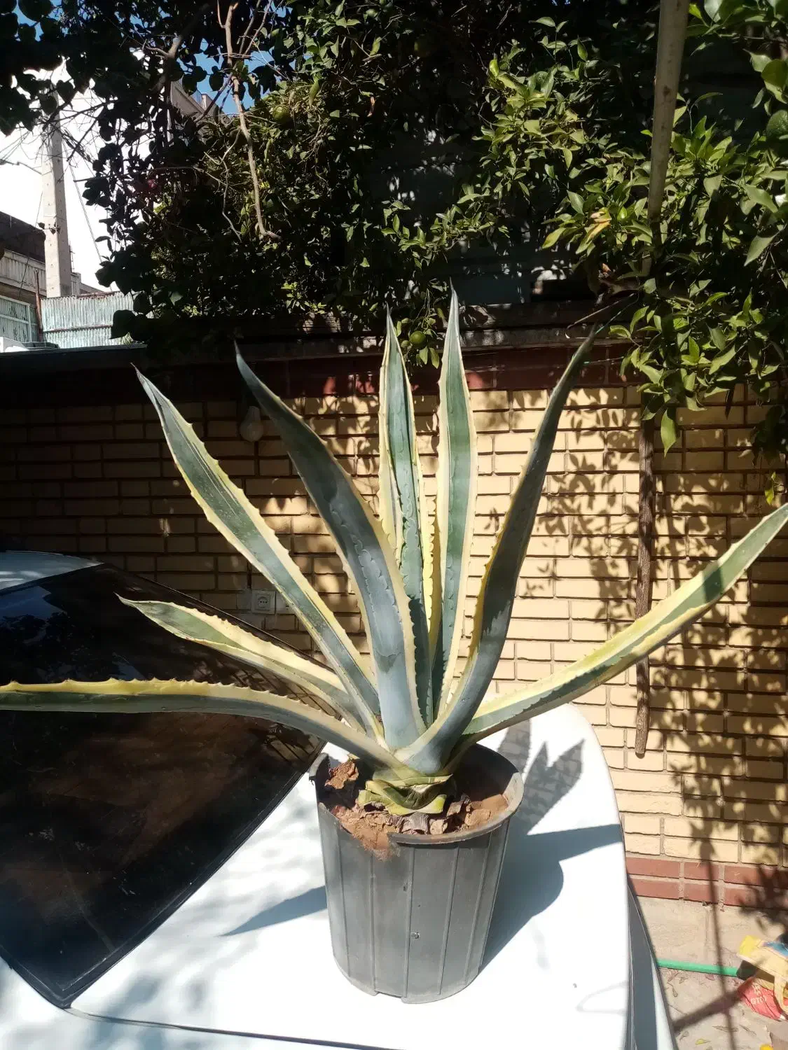 کاکتوس آگاو|گل و گیاه طبیعی|شیراز, تحویلی|دیوار