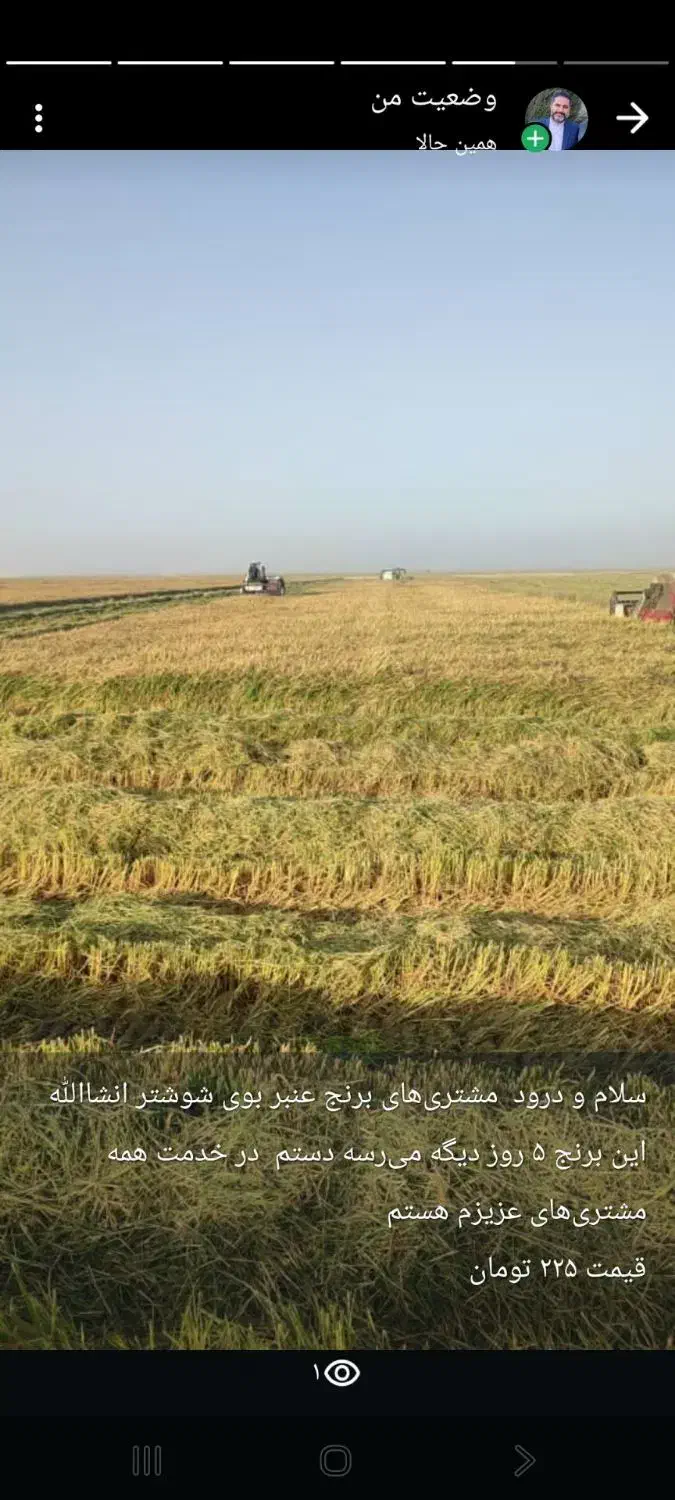 برنج عنبر بوی امسال تازه درجه یک|خوردنی و آشامیدنی|قرچک, زیبا شهر|دیوار