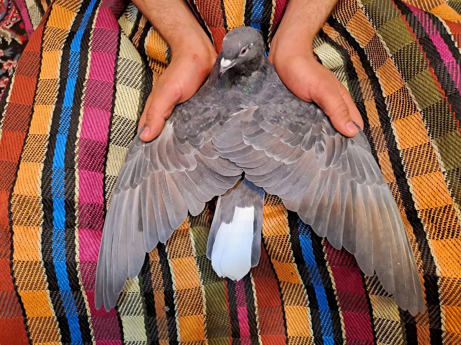 دمگیر خرقه آهنی|پرنده|اصفهان, جلفا|دیوار