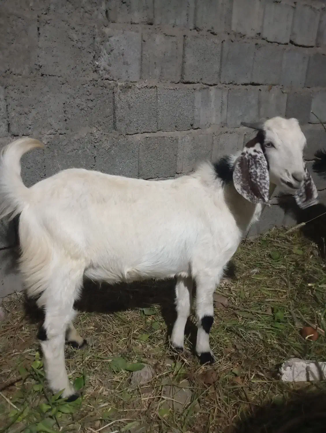 فروش فوری کهره نر|حیوانات مزرعه|جیرفت, |دیوار