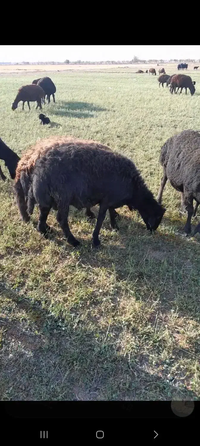 هترو|حیوانات مزرعه|سلطانیه, |دیوار