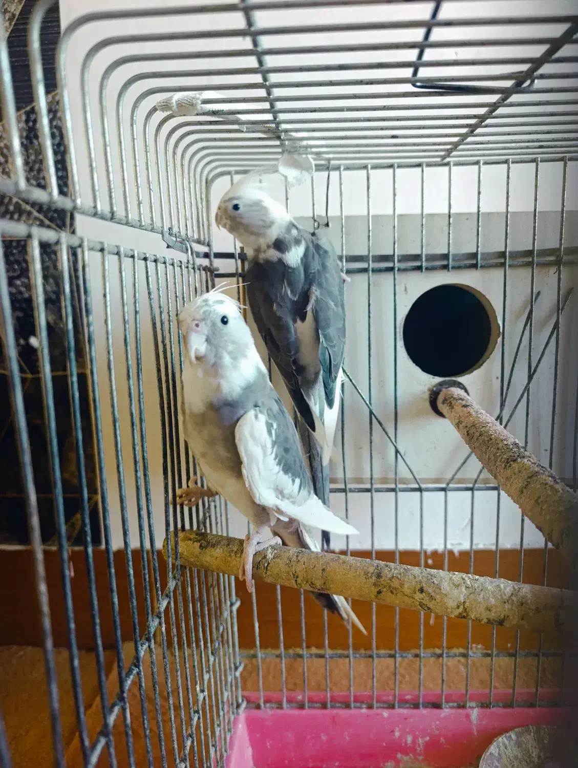 عروس هلندی ماده مست|پرنده|ویلکیج, |دیوار