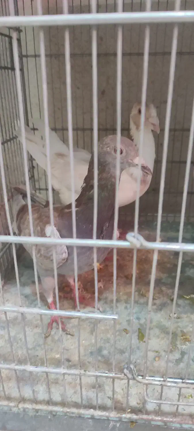 کله هما وابلغ|پرنده|شیروان (خراسان), |دیوار