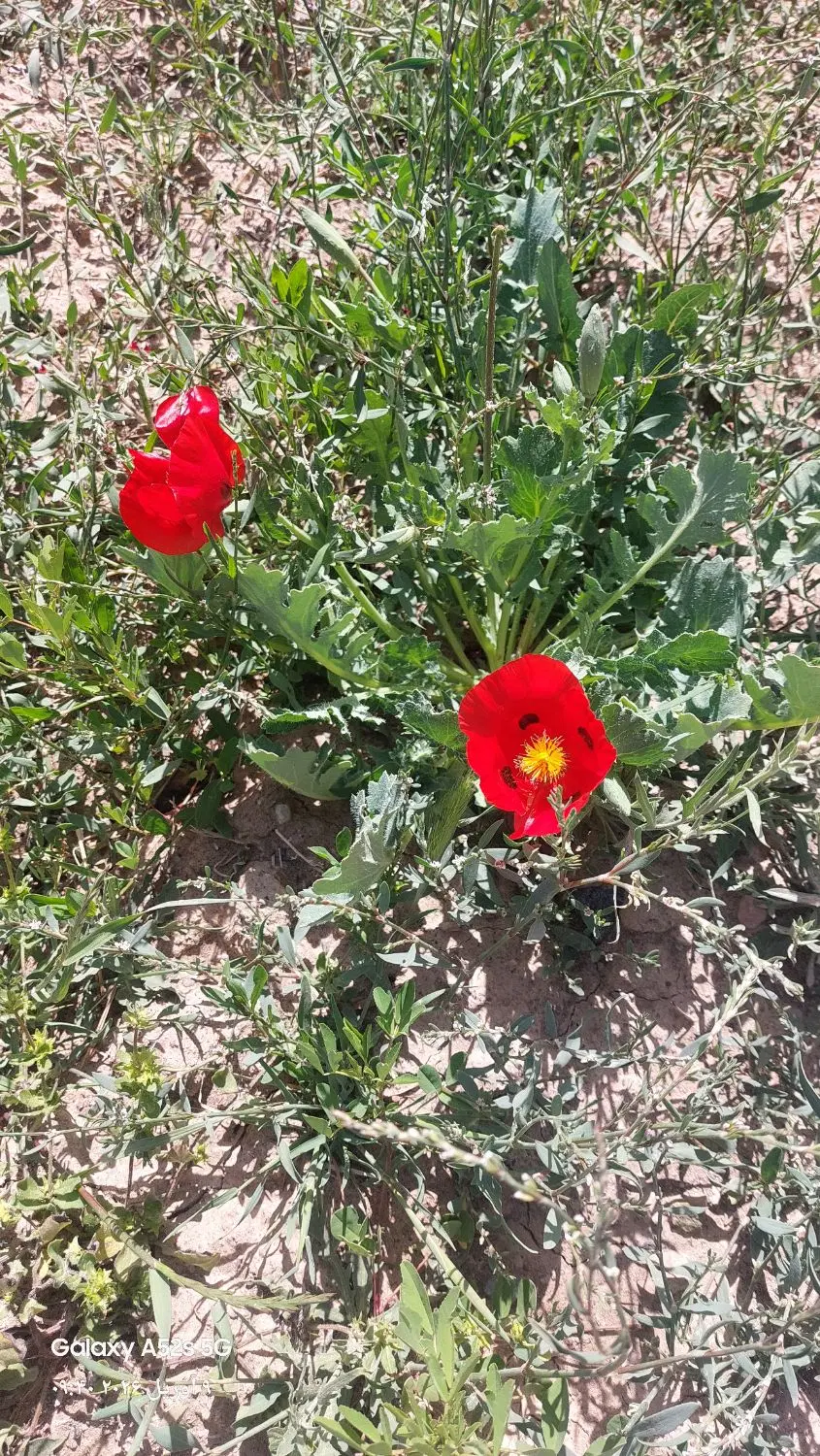 تصویر 2