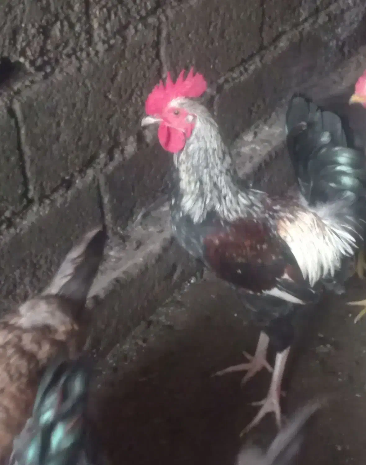 خروس محلی بزرگ|حیوانات مزرعه|رضوانشهر, |دیوار